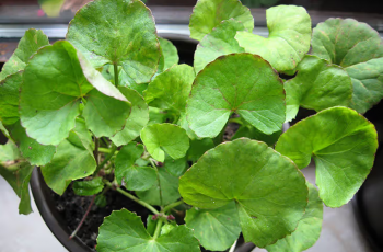 Centella Asiatica: The Anti-Aging Plant Your Skin Needs